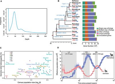 The Draft Genome of Red Lechwe, Kobus leche leche